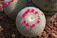 73 blühende Kakteen