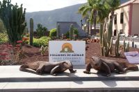 75 Echsen auch heute noch vertreten