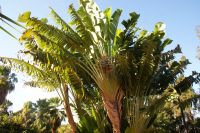 98 Riesen Strelitzie