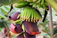 121 Bananennachwuchs