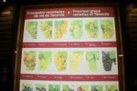 131 verschiedene Rebsorten der Insel