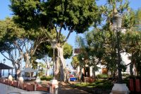 179 Icod de los Vinos