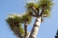 181 Drachenbaum in  Icod de los Vinos