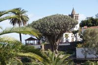 189  Icod de los Vinos