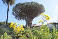 191 Drachenbaum  Icod de los Vinos