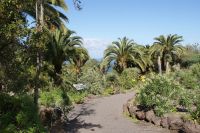 193 Drachenbaumpark  Icod de los Vinos