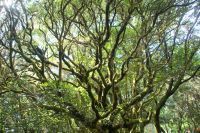 226 Urwald La Gomera