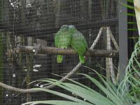 Loro Park Teneriffa