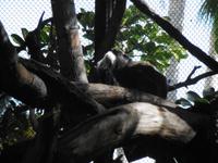 Loro Park Teneriffa