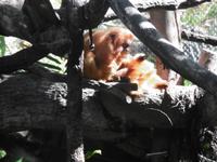 Loro Park Teneriffa
