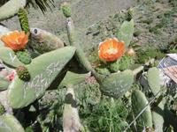 Masca - Teneriffa