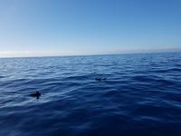 Los Gigantes - Silvester auf Teneriffa