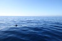 Los Gigantes - Silvester auf Teneriffa