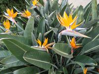 Stadtrundgang durch La Orotava (12)