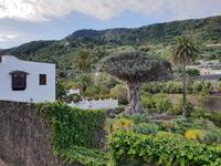 Drachenbaum in Icod de los Vinos in Teneriffa (1)