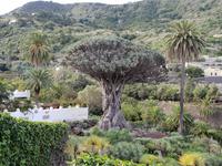 Drachenbaum in Icod de los Vinos in Teneriffa (3)