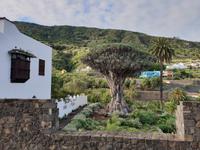 Drachenbaum in Icod de los Vinos in Teneriffa (5)