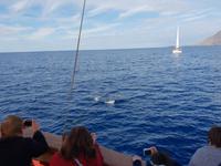 Bootsfahrt entlang der Steilküste von Los Gigantes (7)