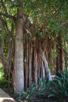 Teneriffa - Santa Cruz (2)