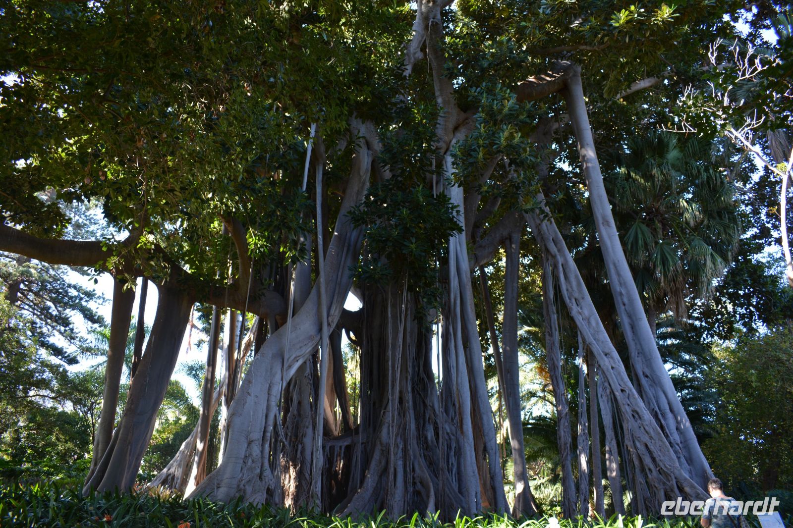 Teneriffa - Puerto de la Cruz - botanischer Garten (2)