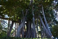 Teneriffa - Puerto de la Cruz - botanischer Garten (2)