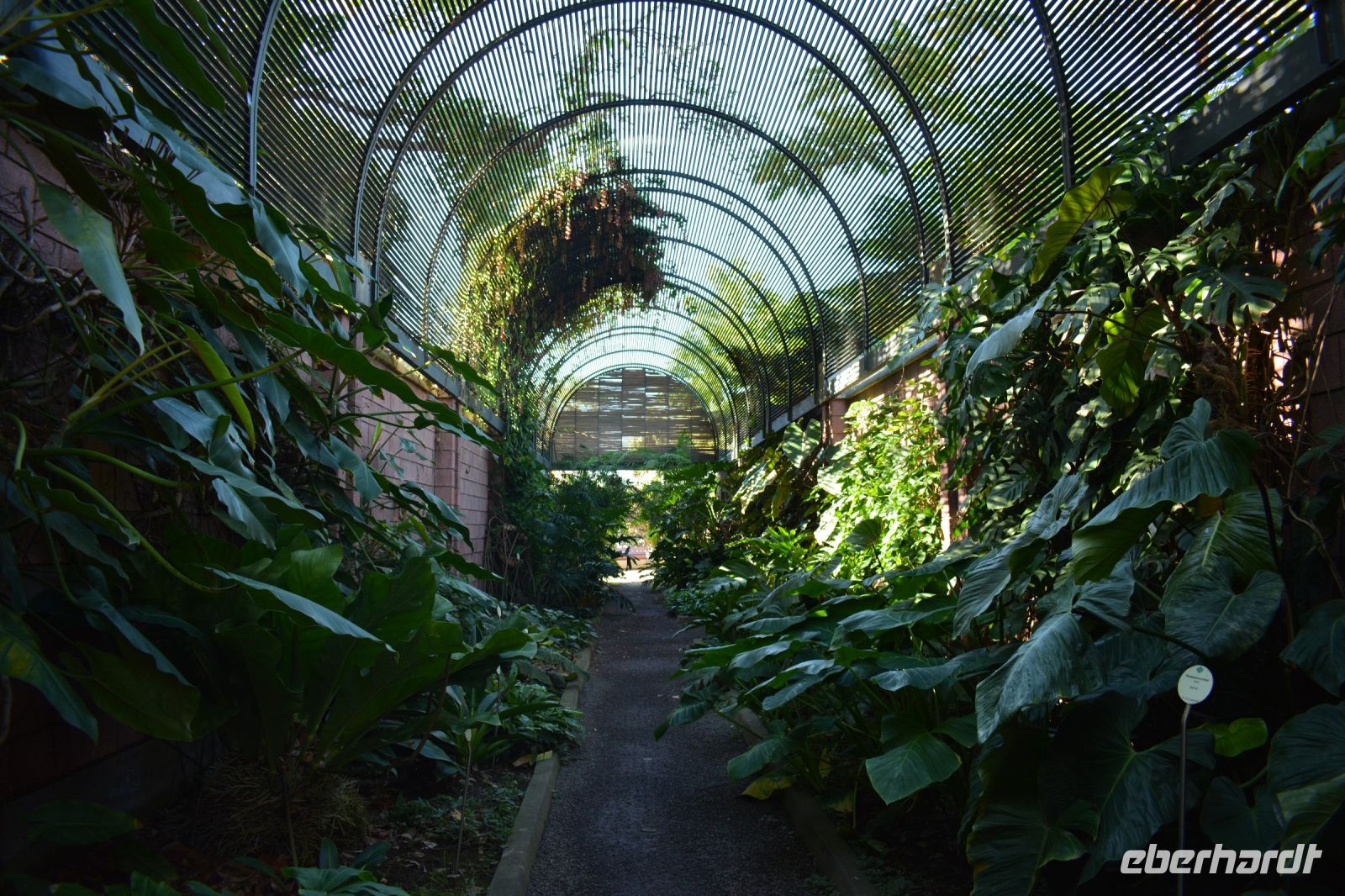 Teneriffa - Puerto de la Cruz - botanischer Garten (3)