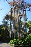 Teneriffa - Puerto de la Cruz - botanischer Garten (4)