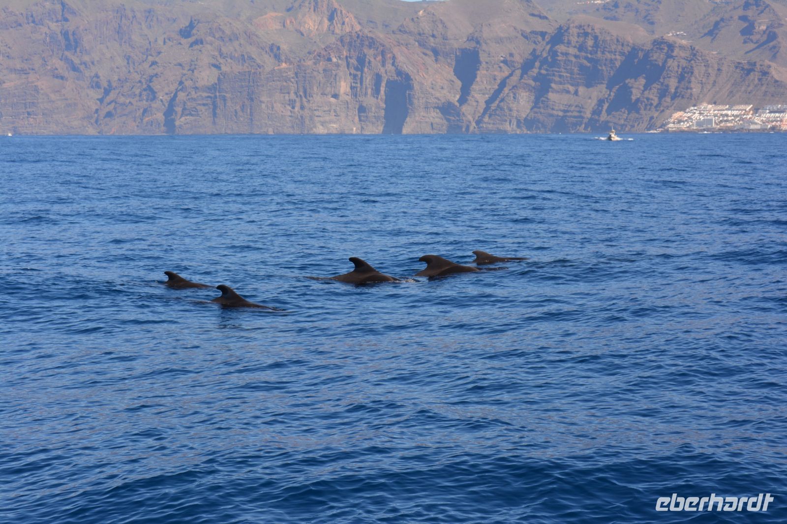 Teneriffa - Bootstour Grindwale