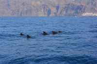 Teneriffa - Bootstour Grindwale