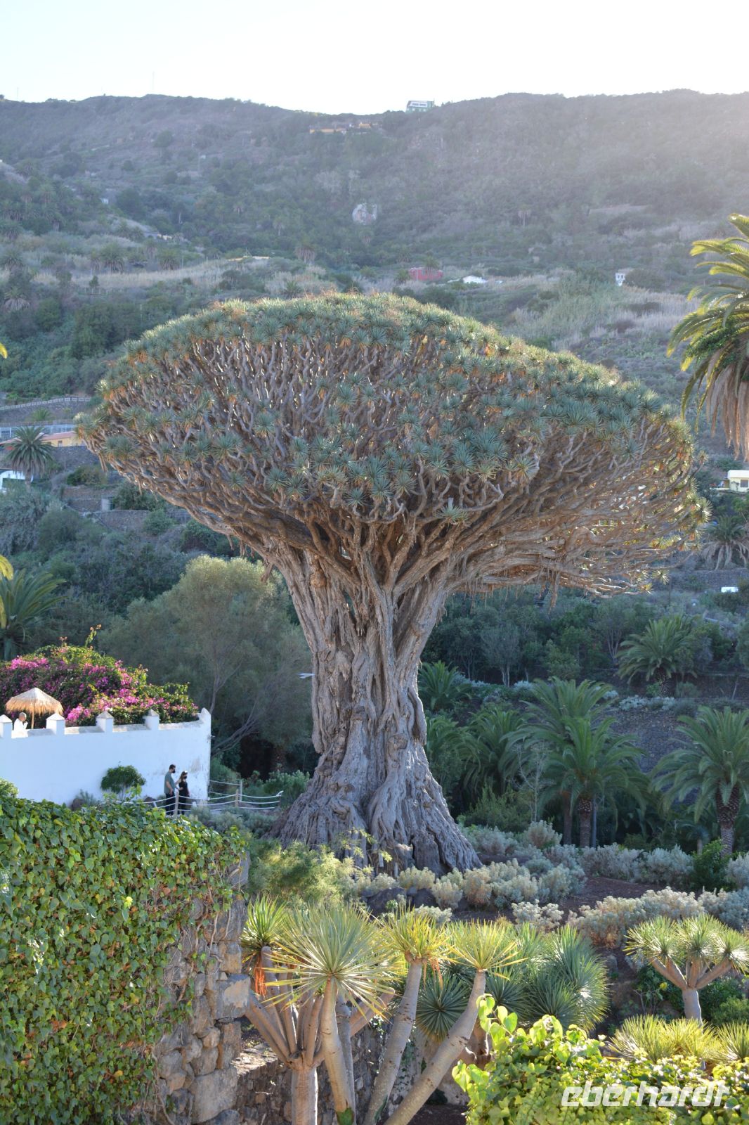 Teneriffa - Icod de los Vinos - Drachenbaum