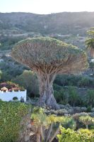 Teneriffa - Icod de los Vinos - Drachenbaum