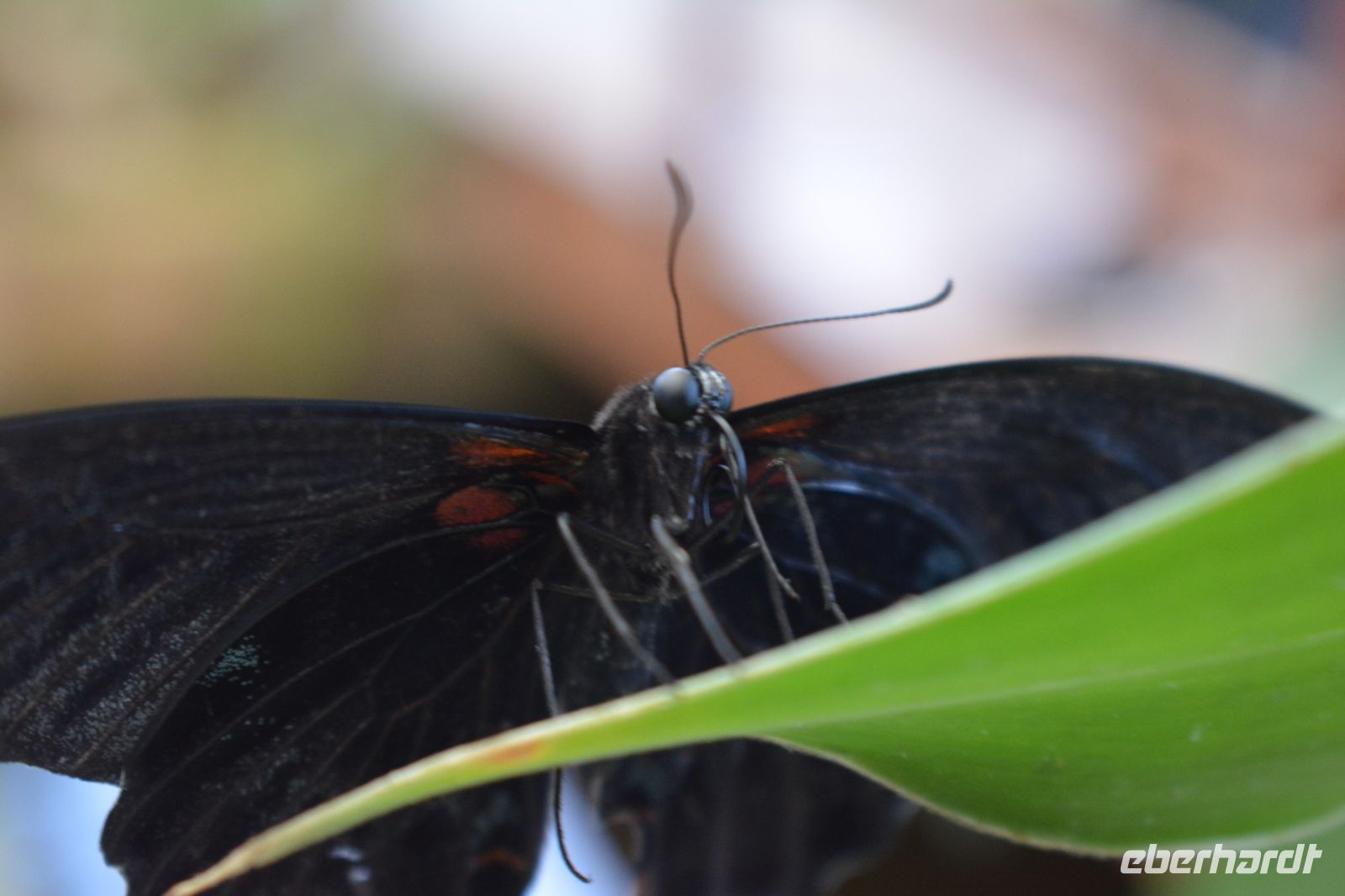 Teneriffa - Icod de los Vinos - Schmetterlingshaus (1)