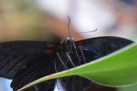 Teneriffa - Icod de los Vinos - Schmetterlingshaus (1)