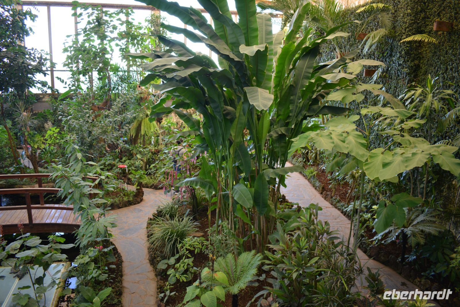 Teneriffa - Icod de los Vinos - Schmetterlingshaus (2)