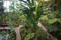 Teneriffa - Icod de los Vinos - Schmetterlingshaus (2)