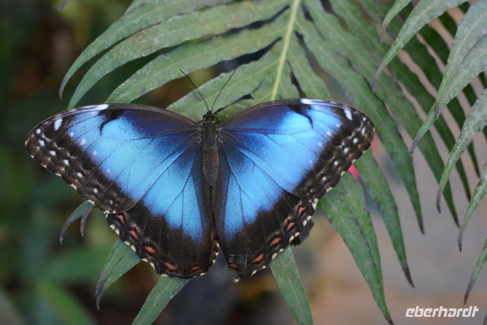 Teneriffa - Icod de los Vinos - Schmetterlingshaus (3)
