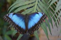 Teneriffa - Icod de los Vinos - Schmetterlingshaus (3)