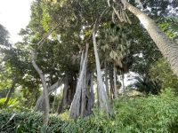 Der Botanische Garten von La Orotava