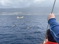 Nach kurzer Zeit sichten wir die ersten Delfine