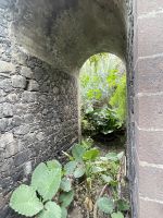 Die Wurzel am Boden des Tunnels soll nach 5 Stunden kochen essbar sein