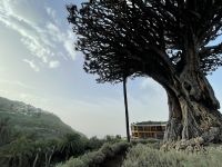 ...die Luftwurzeln reichen bereits bis zum Boden