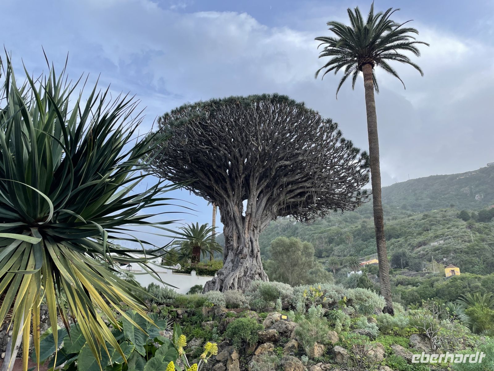 Der Drago Milenario...