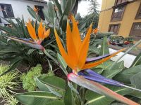 ...und seine bezaubernde Flora