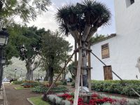  Icod de los Vinos...