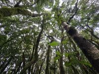 Mercedeswald, Teneriffa