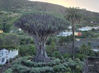1000 jährige Drachenbaum, Teneriffa