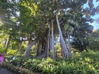 Botanischer Garten in Puerto de la Cruz, Teneriffa