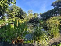 Botanischer Garten in Puerto de la Cruz, Teneriffa