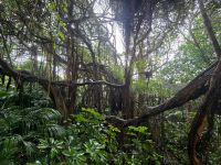 Loro Park, Teneriffa