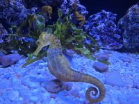 Loro Park, Teneriffa